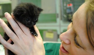 Tiny kitten found on London tube train