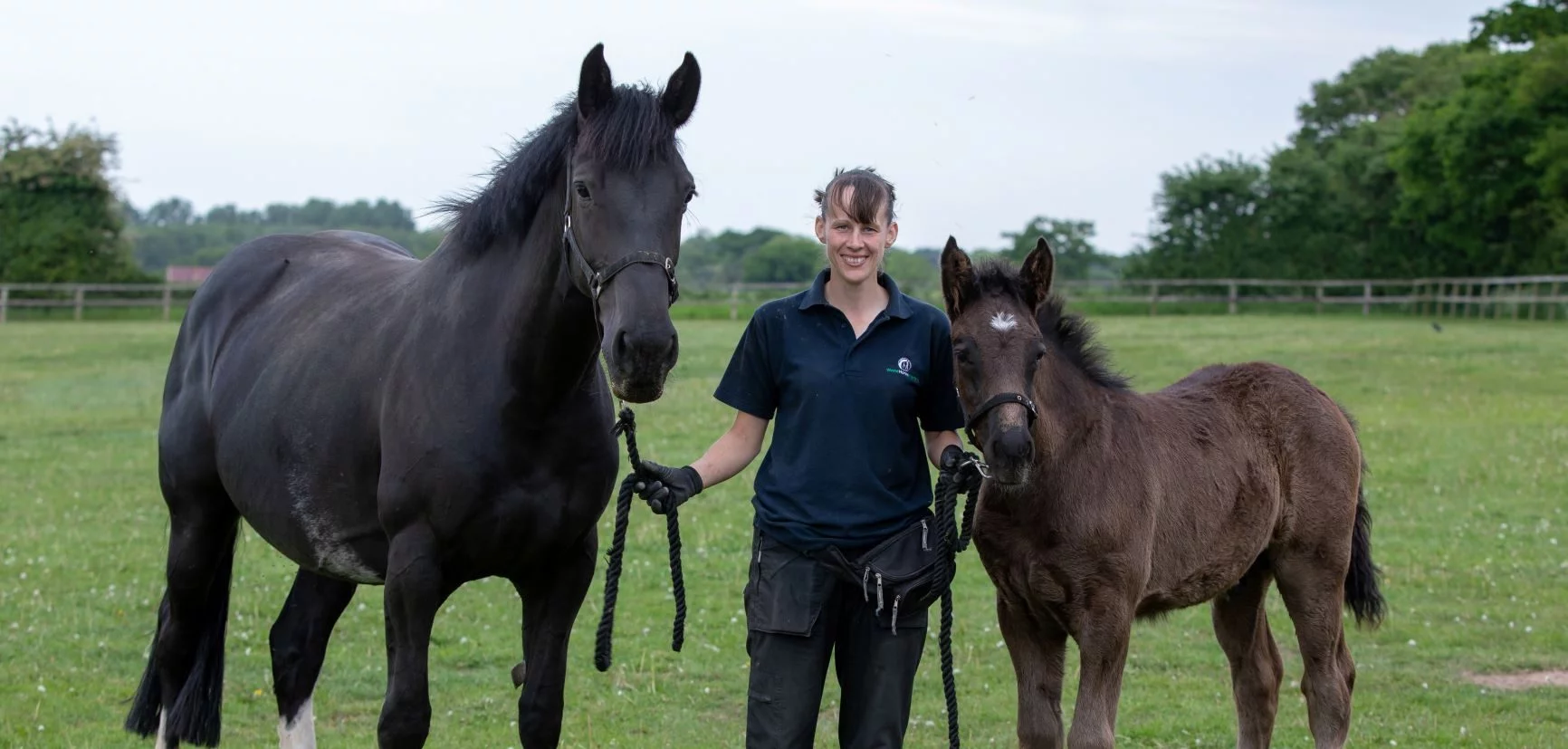 World Horse Welfare - Together For Animals. Animal welfare charity.