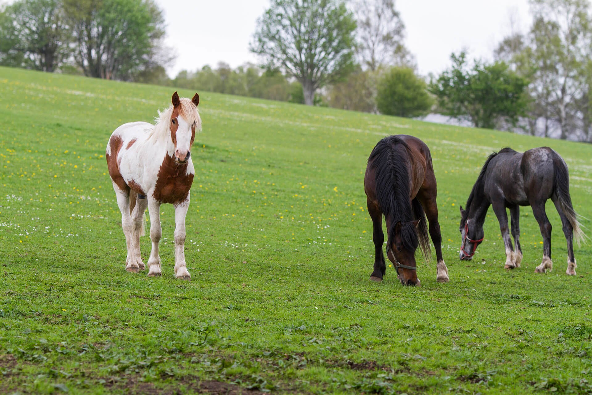 Keep your horse healthy this summer