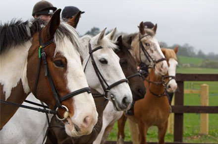 AHT help contain spread of Equine Flu