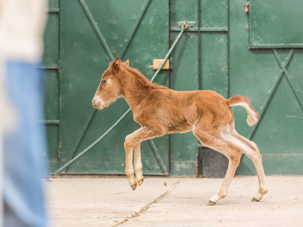 A young foal with a light brown coat playfully trotting on a concrete surface in front of large green stable doors.