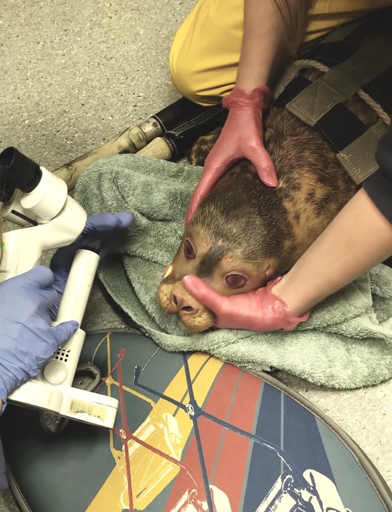 Seal Pup Returned to the Wild