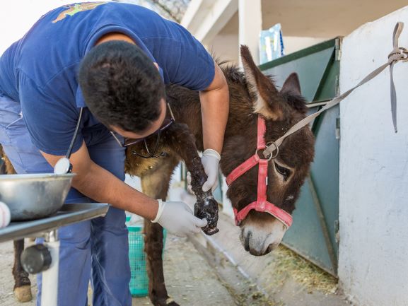 Changing working animals’ lives - Together For Animals. Animal welfare ...