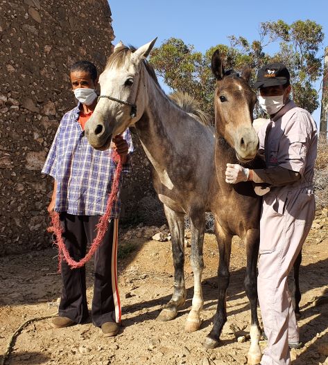Saving working animals - Together For Animals. Animal welfare charity.