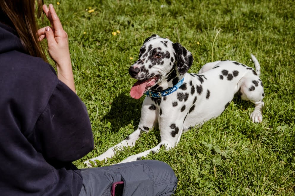 Deaf Dylan lives life to the full