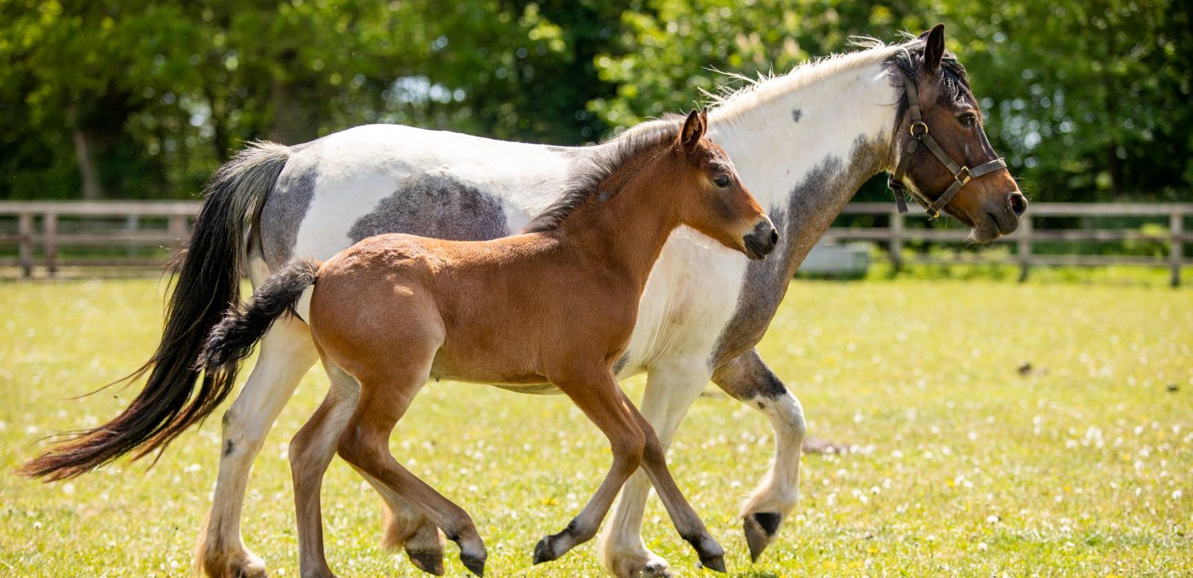 Foal baby boom