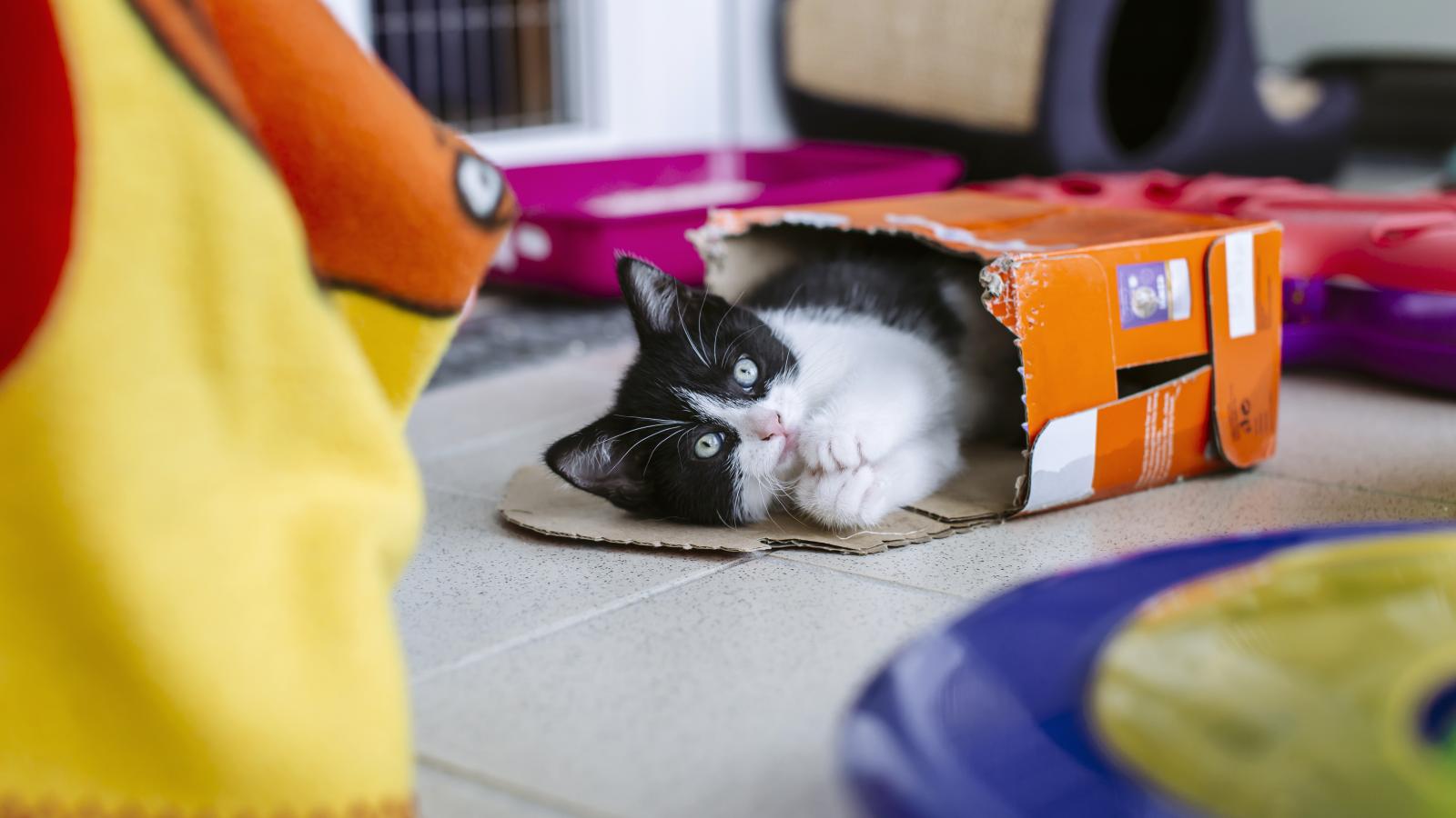 Paralysed kitten takes first steps