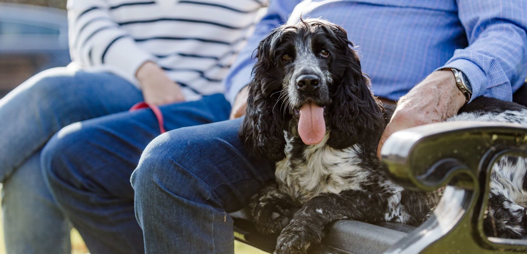 The mental health benefits of bringing a pet home