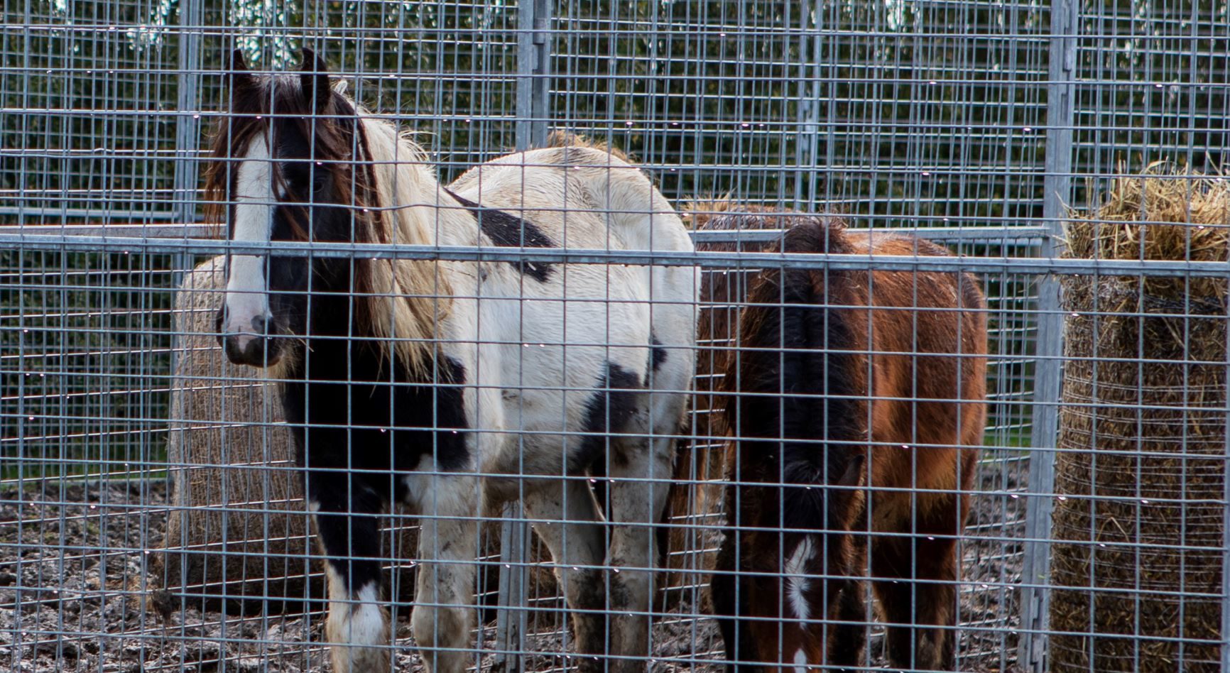 70 horses rescued on one site