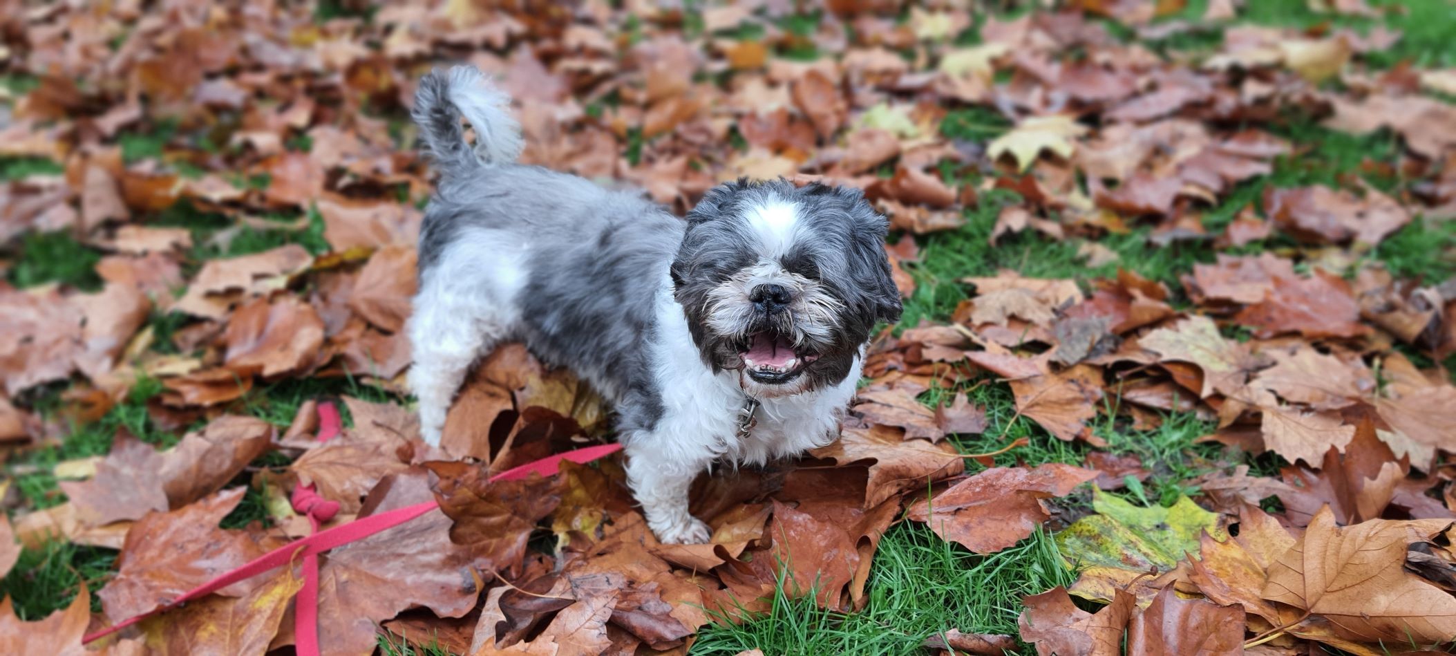 Barnaby finds his forever home