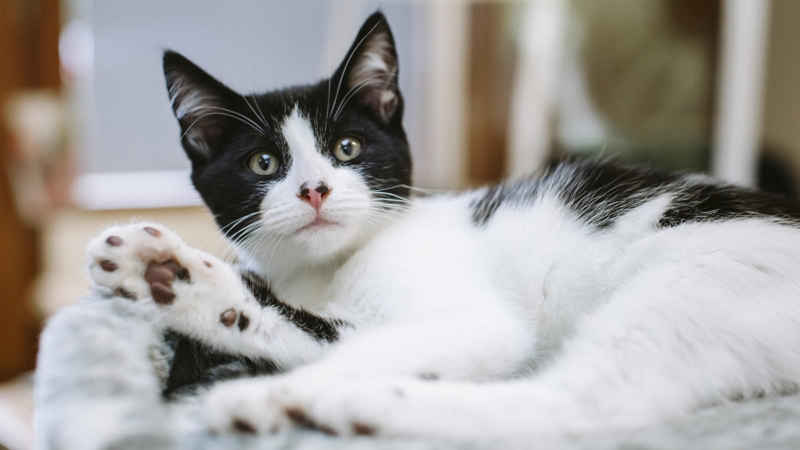 Kitten found in laundry basket