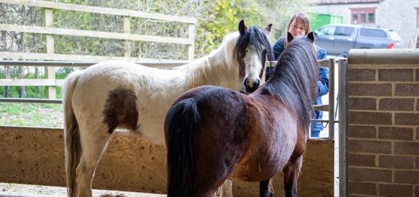 Update: Ponies rescued