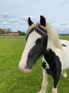 Mr Bingley at Hall Farm Rescue and Rehoming Centre.