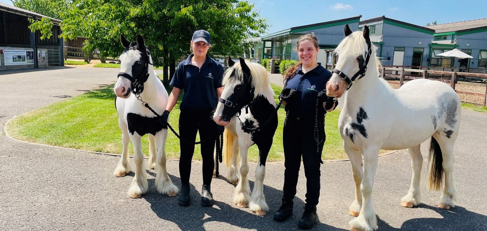 Bright future for rescued horses