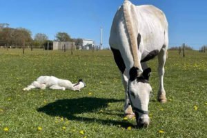 Horses in field