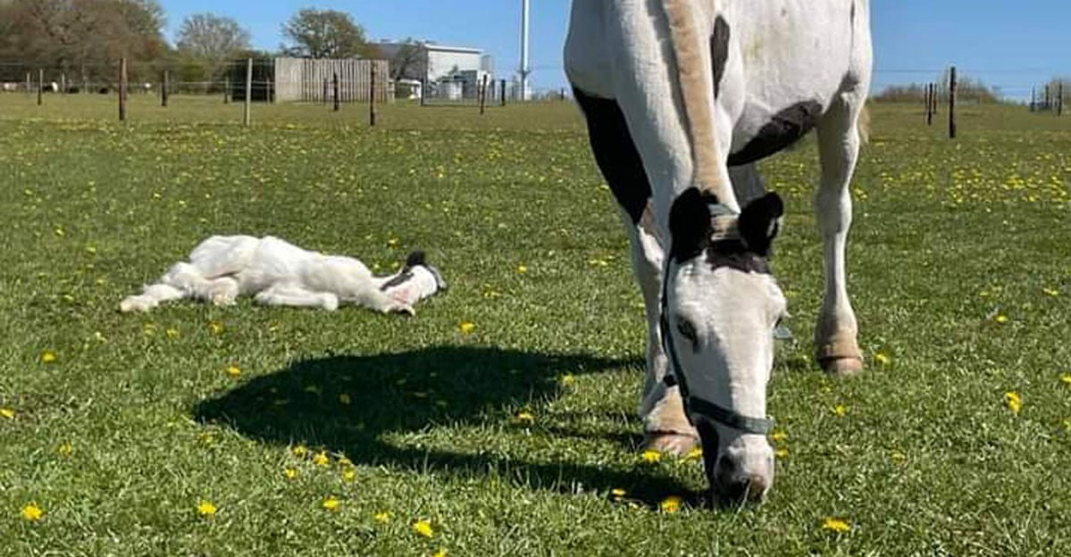 ‘Bag-of-bones’ pony rescued