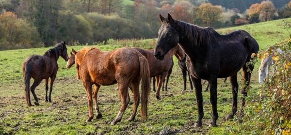 Horses rescued before winter