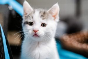 Gidget the kitten is just one of the animals who recently needed help