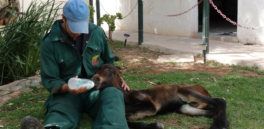 Lifesaving treatment for a newborn foal