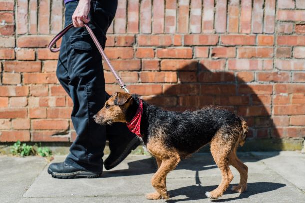 How to keep on lead walks fun for your dog