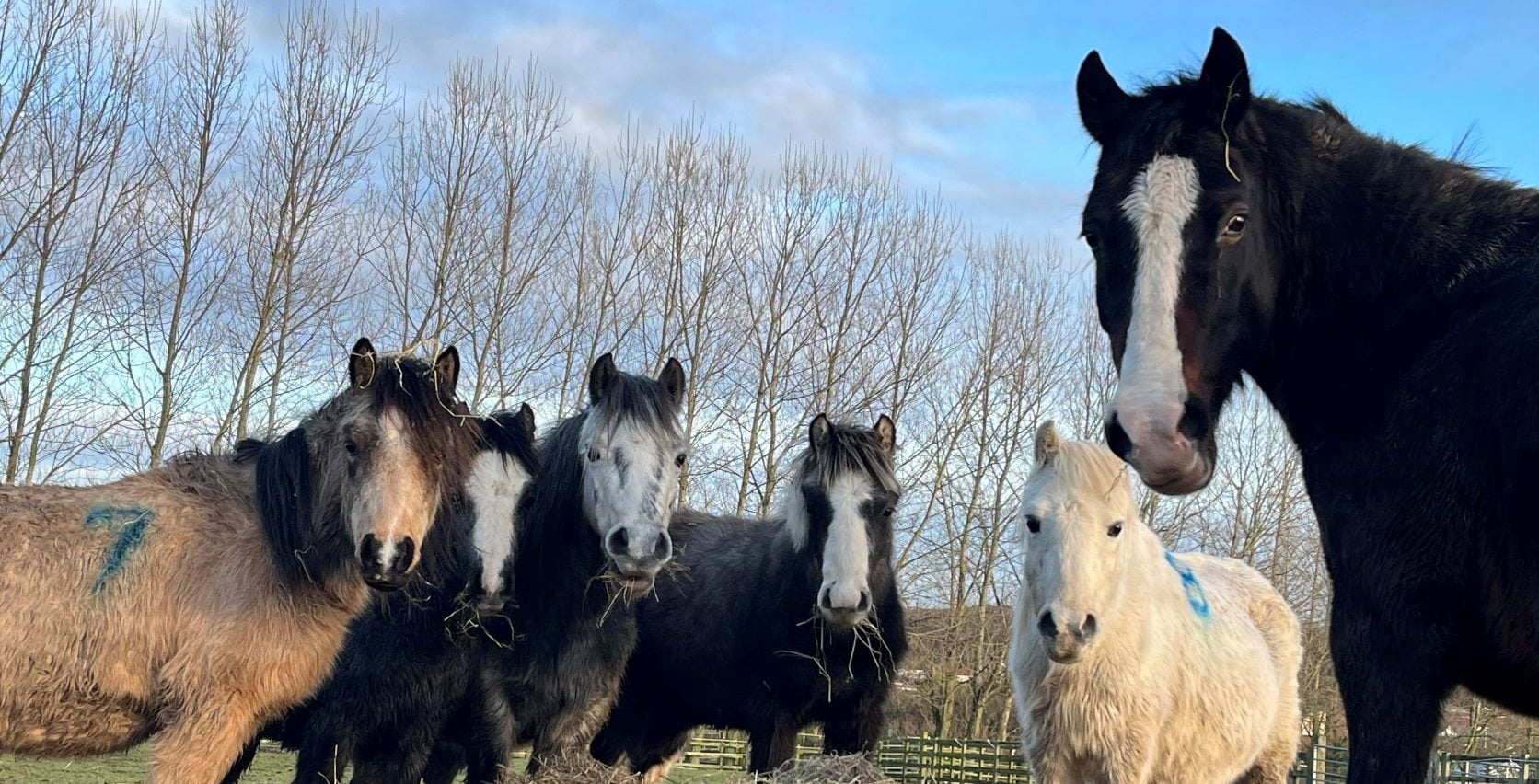 14 ponies rescued