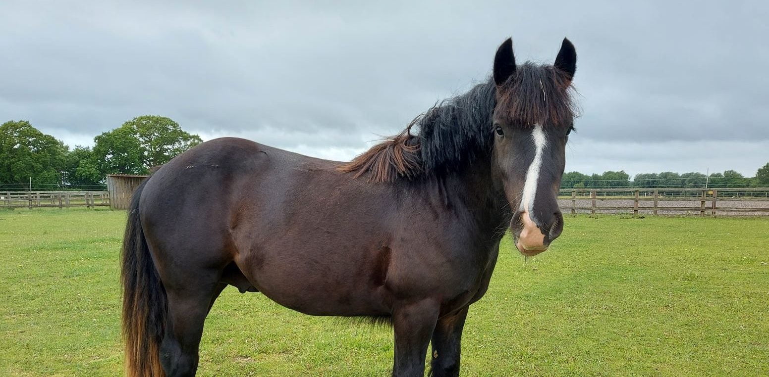 From emaciated foal to healthy young pony