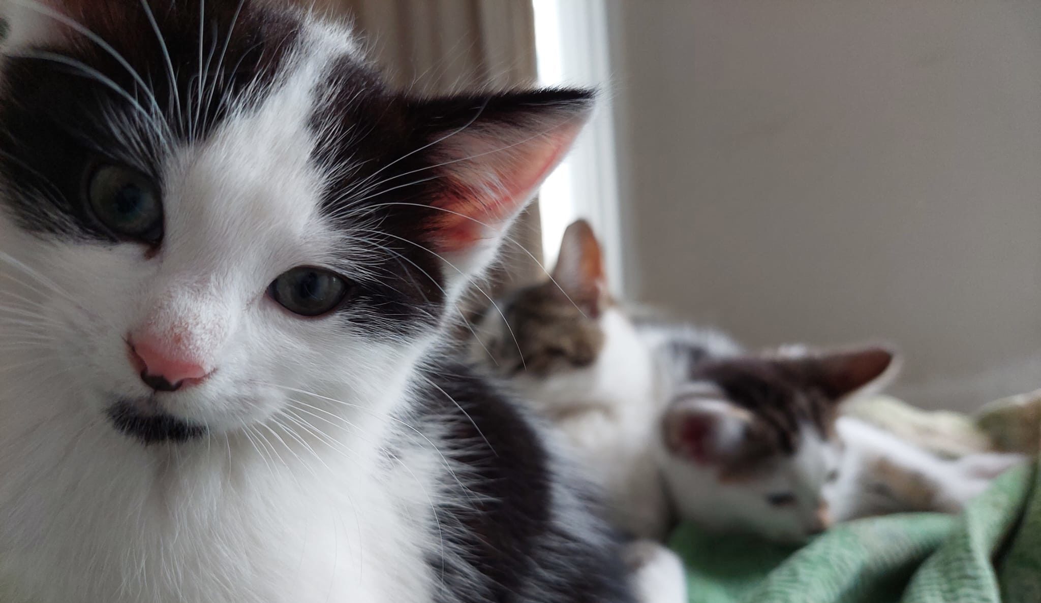 ’Royal’ litter of kittens rescued