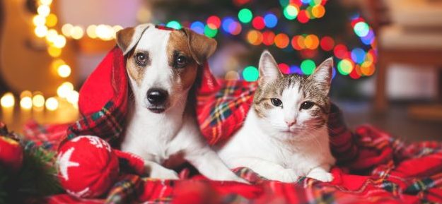 Keeping cats and dogs safe this Christmas