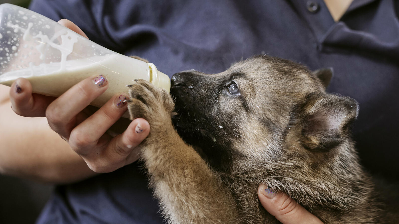 Abandoned newborn puppy and mum now thriving