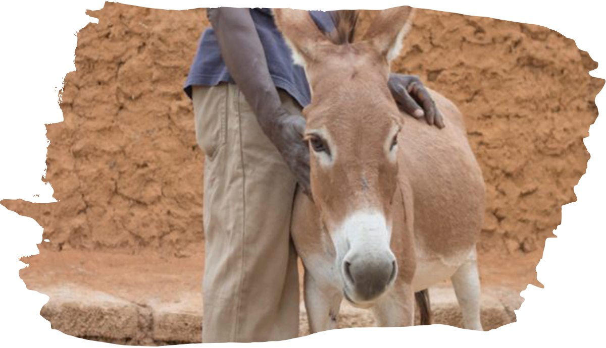 donkey standing in front of sandy coloured wall with a a boy wearing grey trousers and a blue top stood next to it with a hand placed on the donkey in a caring manner