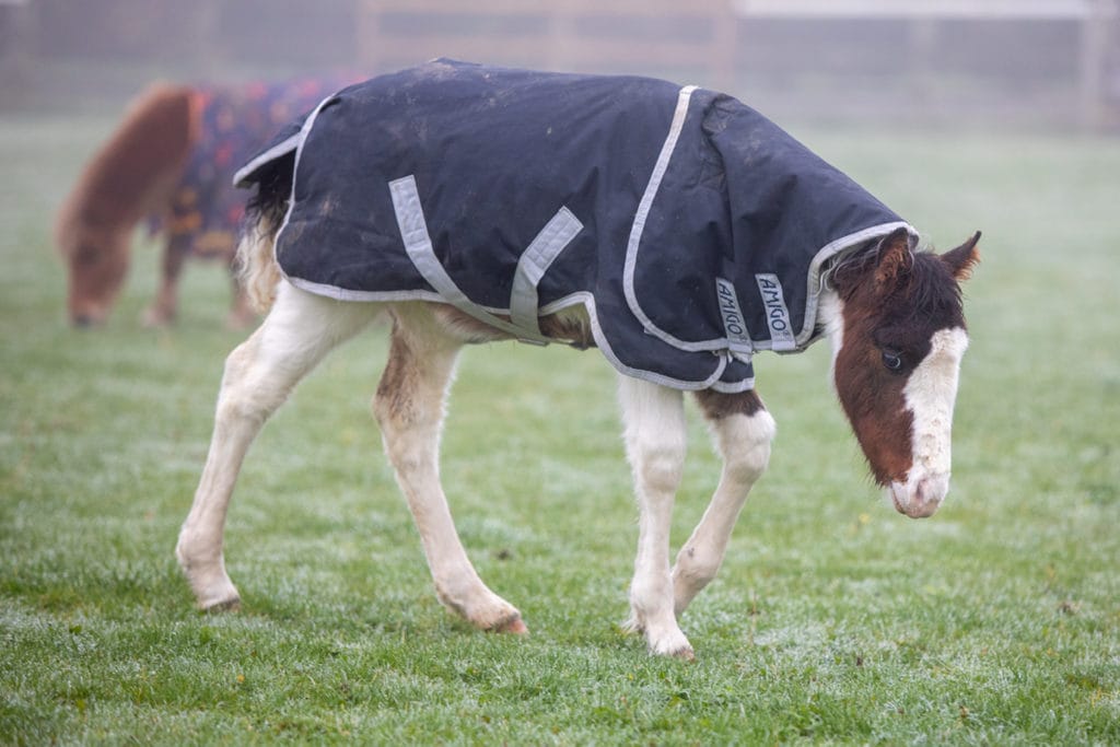 Holly the horse in a field