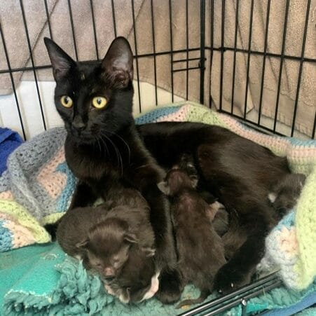 Black cat feeding kittens