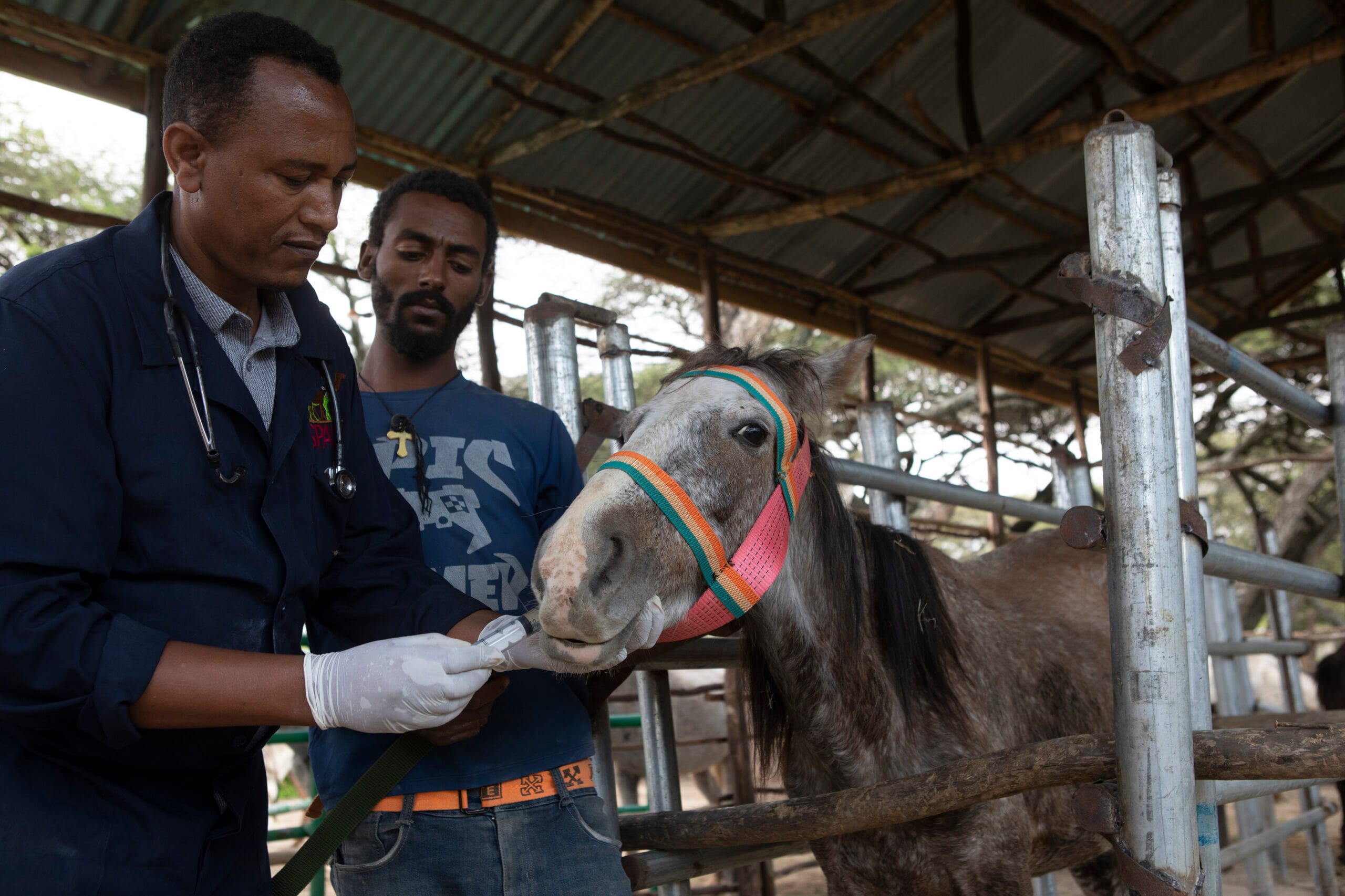 Red the carthorse saved from agony