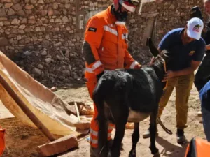 donkey and rescue team