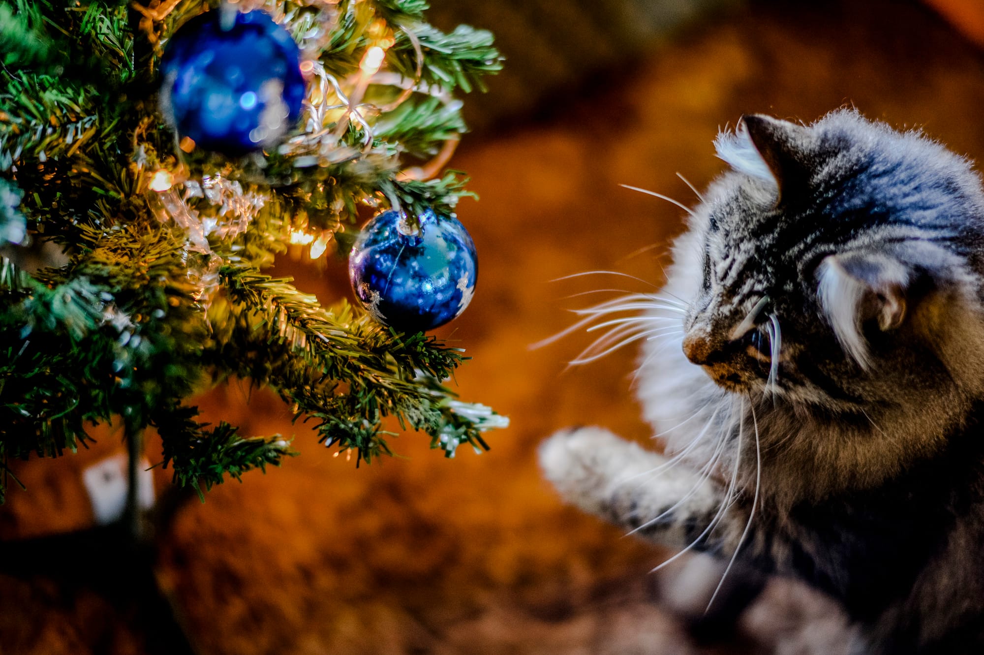 A fluffy grey cat reaches a paw toward blue baubles hanging on a Christmas tree decorated with warm white fairy lights.