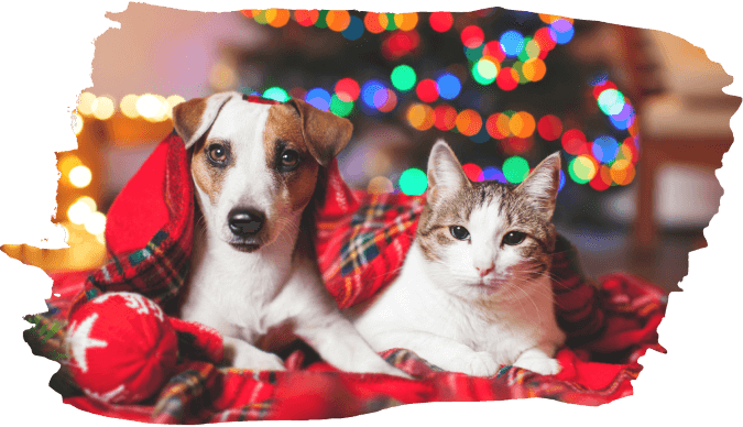 A dog and a cat sit together under a red tartan blanket with a Christmas tree and colourful festive lights glowing in the background.