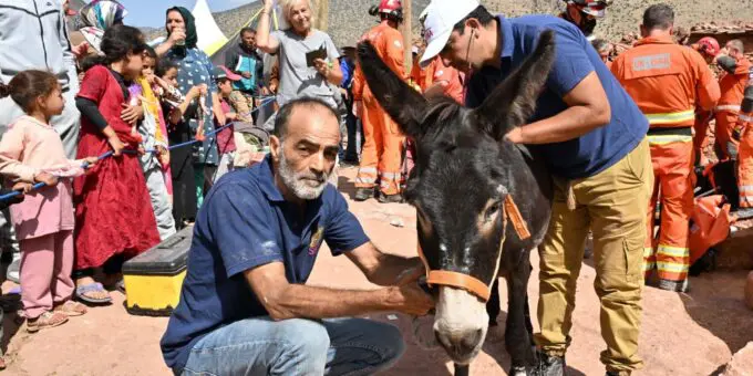 Trapped donkey saved