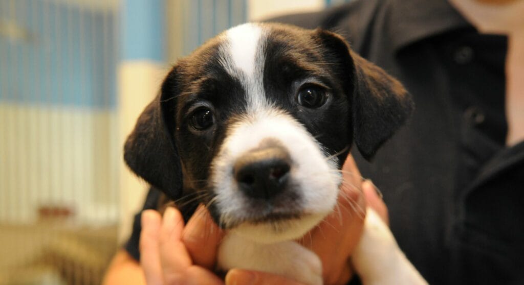 New year, new you! - Together For Animals. Animal welfare charity.