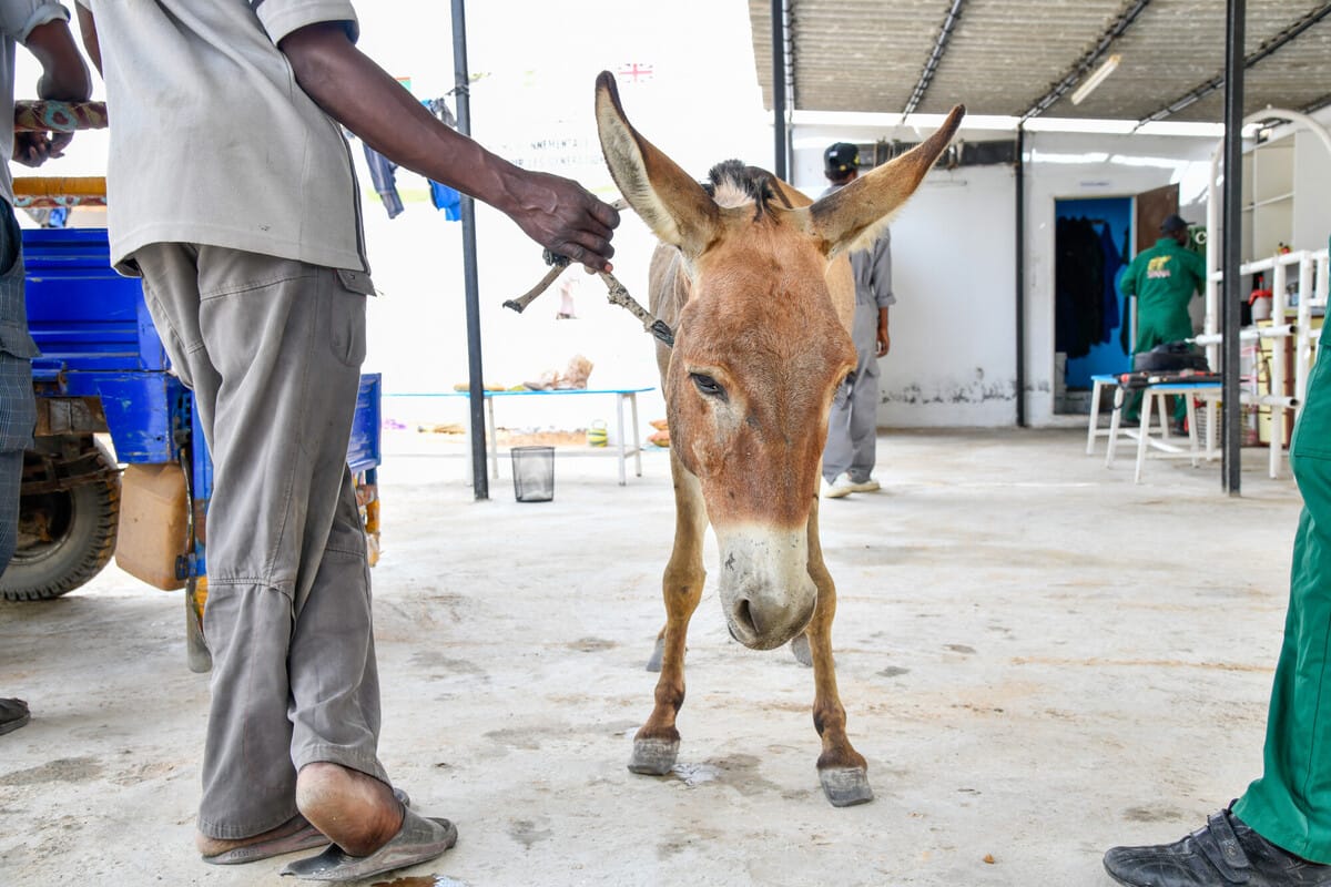 Mukhtar’s painful case of colic