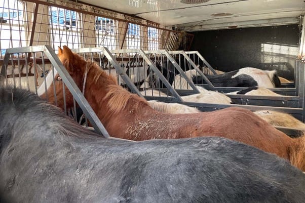 Vulnerable horses rescued