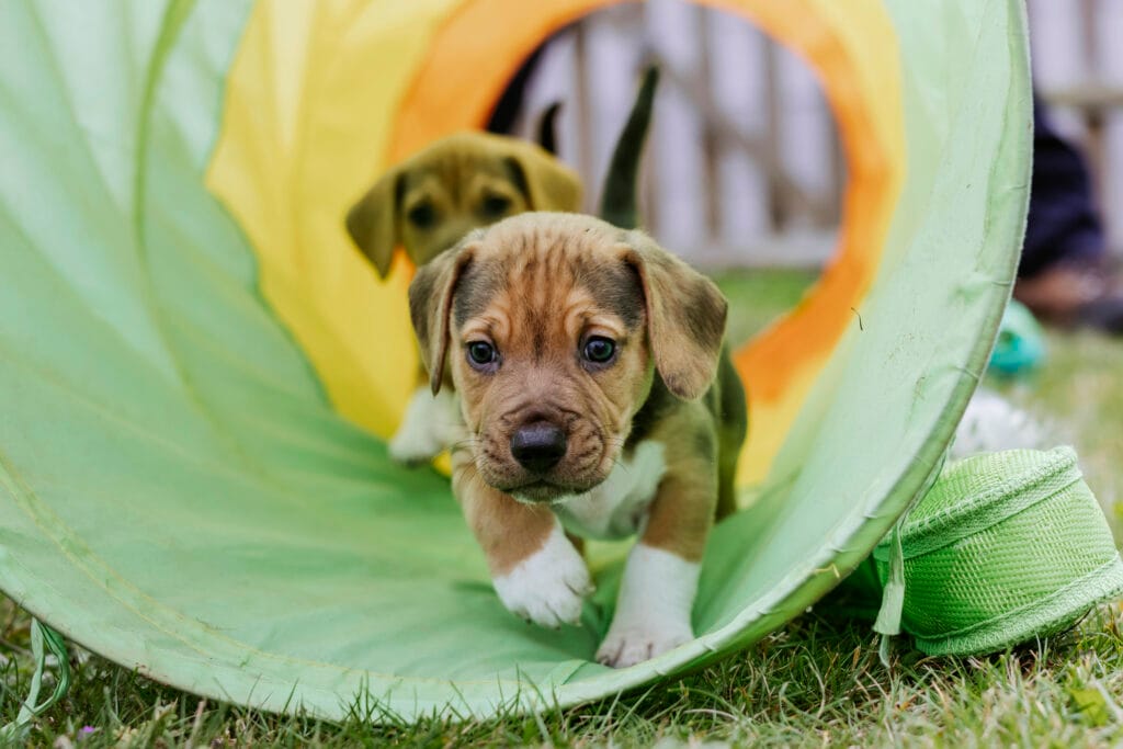Donate - Together For Animals. Animal welfare charity.