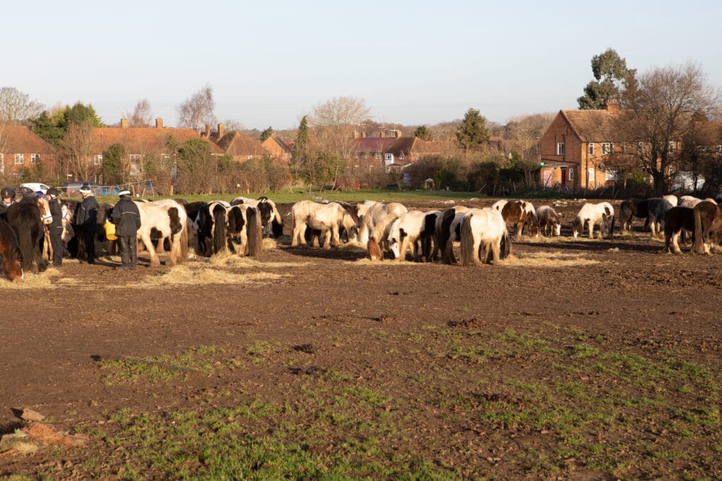 Ripley horses rehomed - Together For Animals. Animal welfare charity.