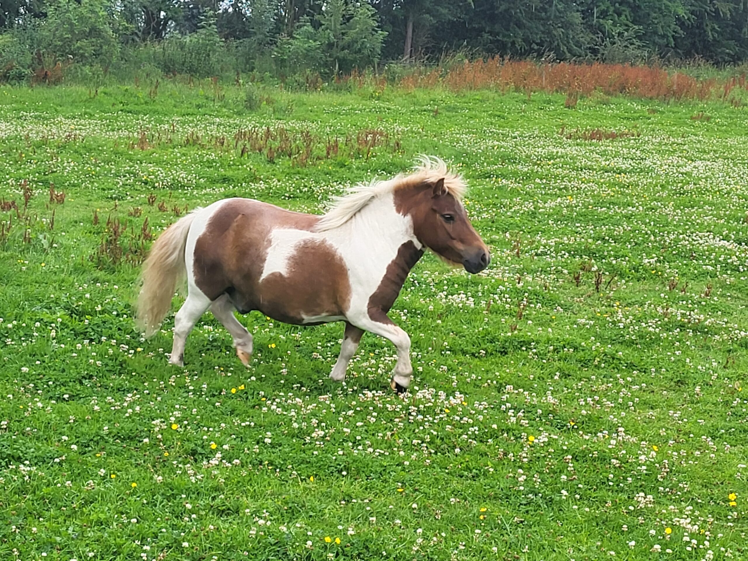 11 ponies rescued