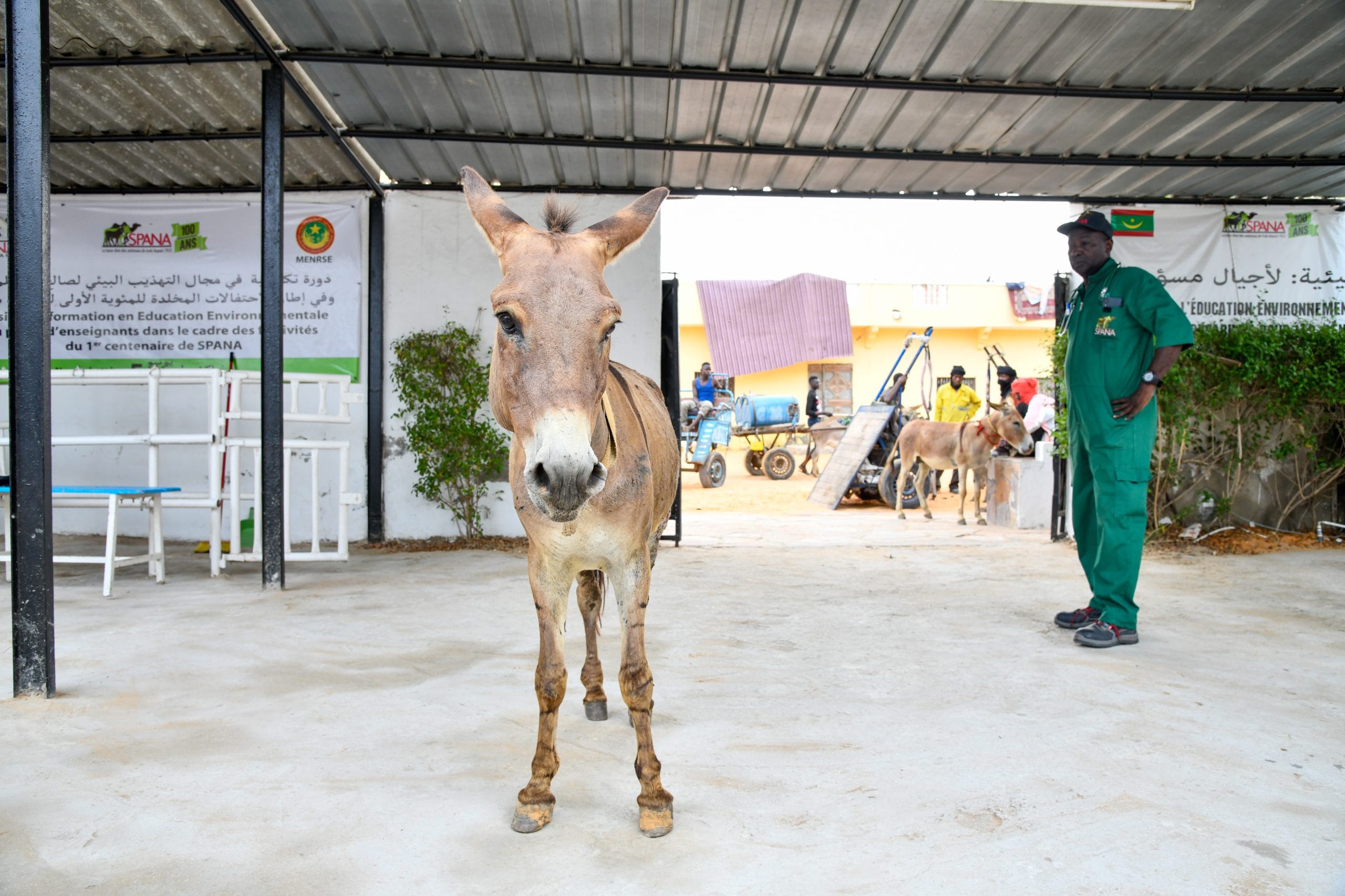 Pape the donkey’s road accident