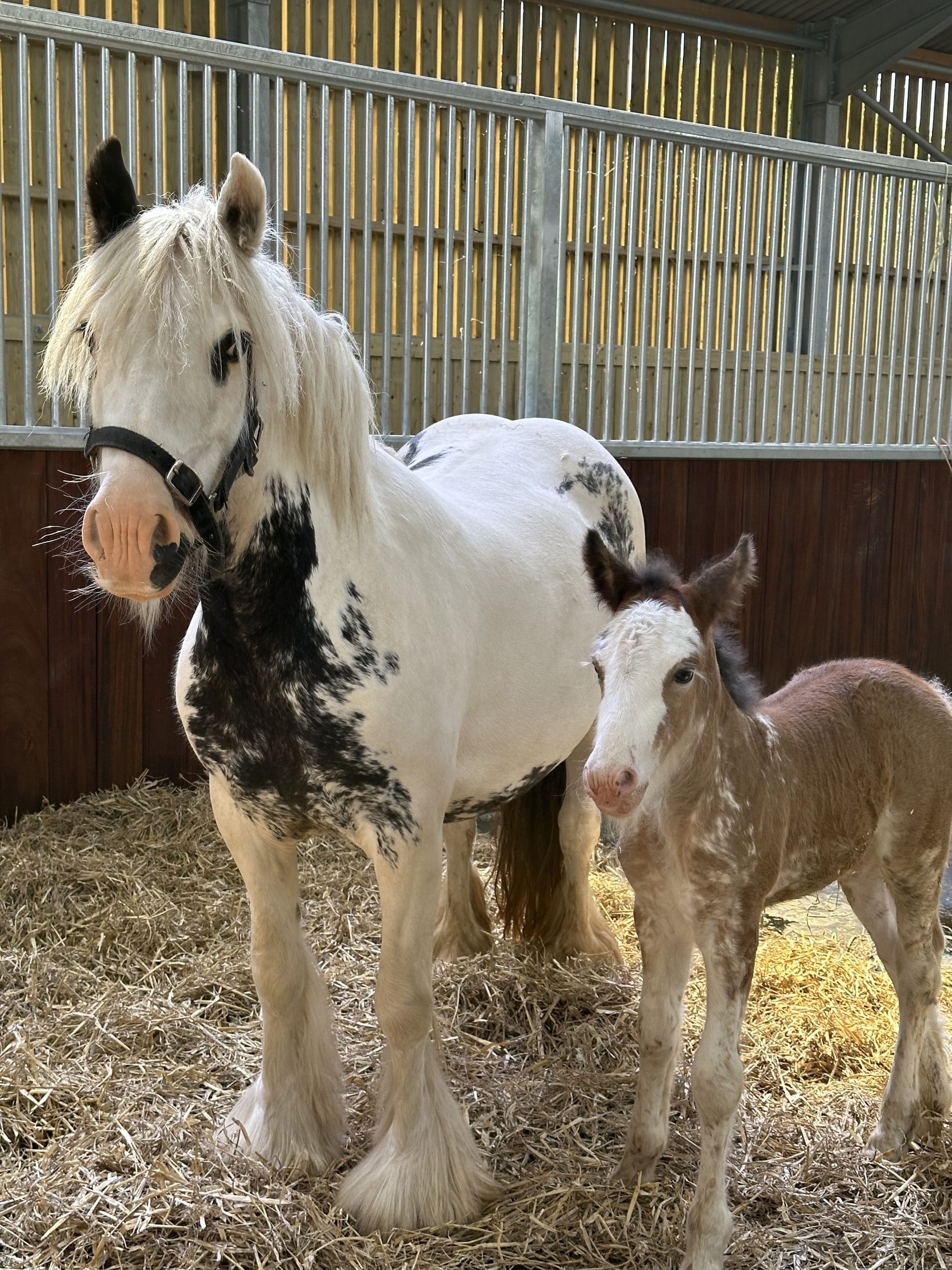 Dover 26 horse welcomes healthy foal - Together For Animals. Animal ...