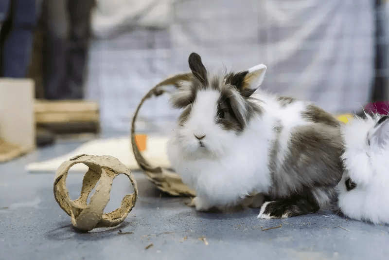 Urgent care for rabbit family