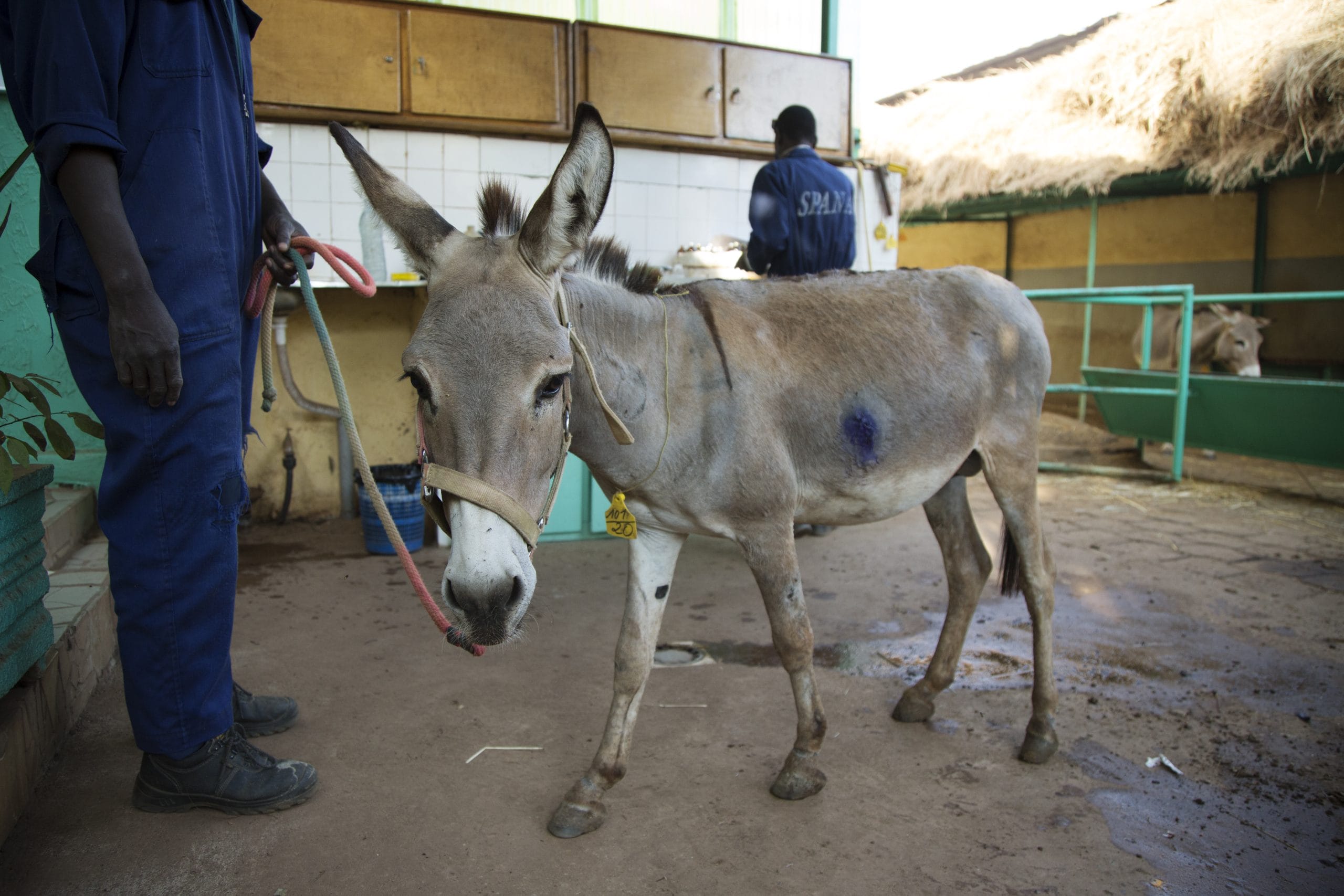 Soulby’s stable stay