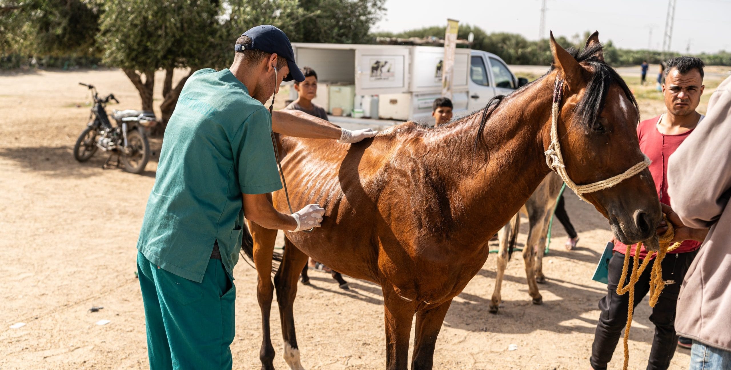 Issam the horse’s sore mouth