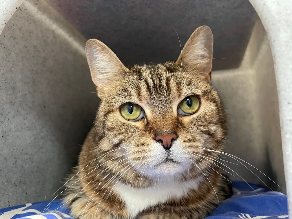 Pets in Crisis: She-Ra at Mayhew