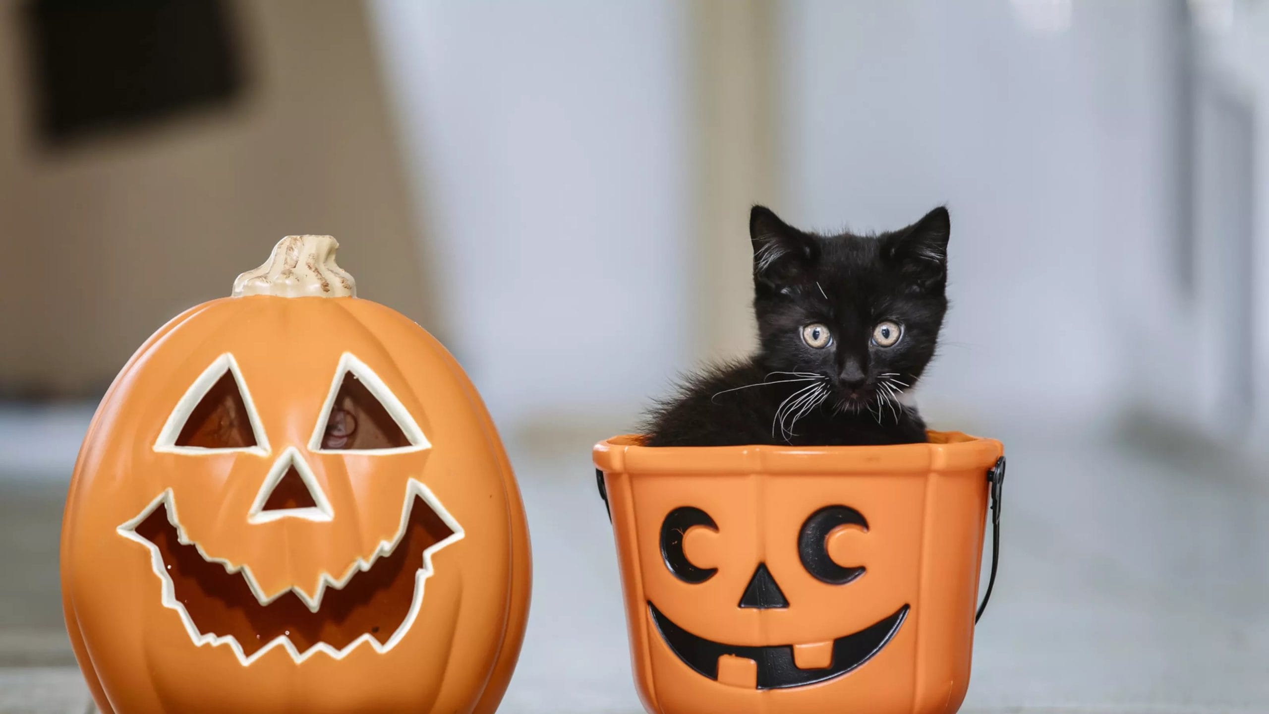 Keep pets safe this Halloween